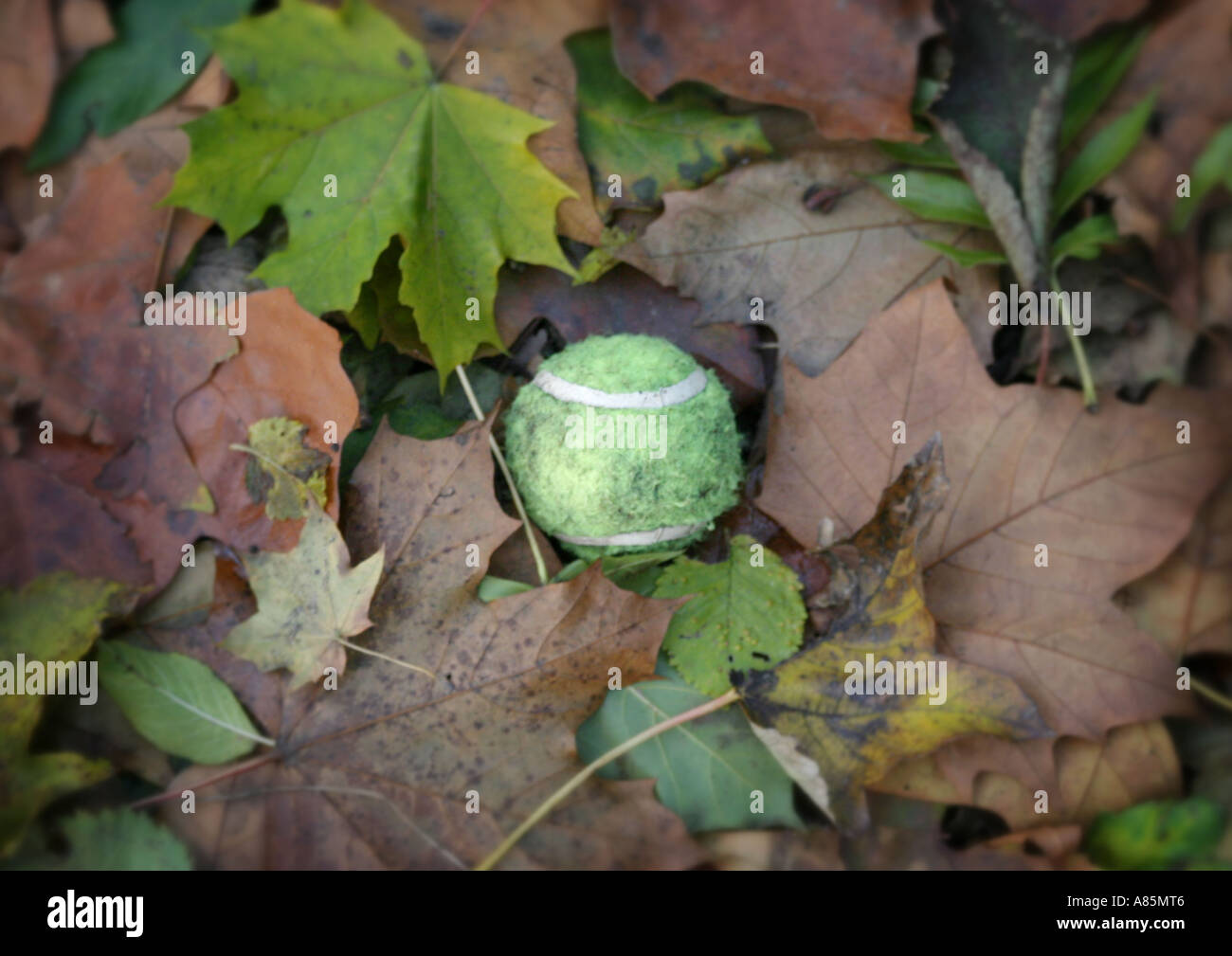 Palla da tennis su foglie di autunno Foto Stock