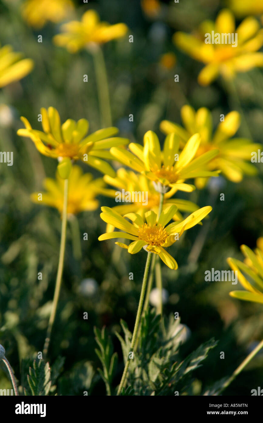 Euryops pectinatus ha colore giallo brillante margherite perfettamente complementato da foglie argentate Foto Stock