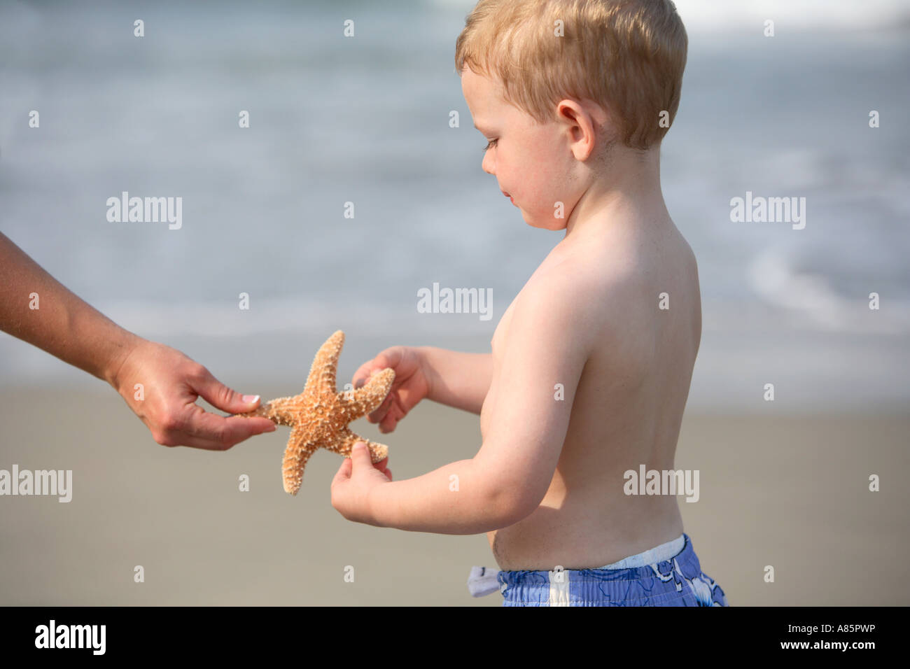 Bimbo di 2 anni in possesso di una stella di mare in spiaggia Foto Stock
