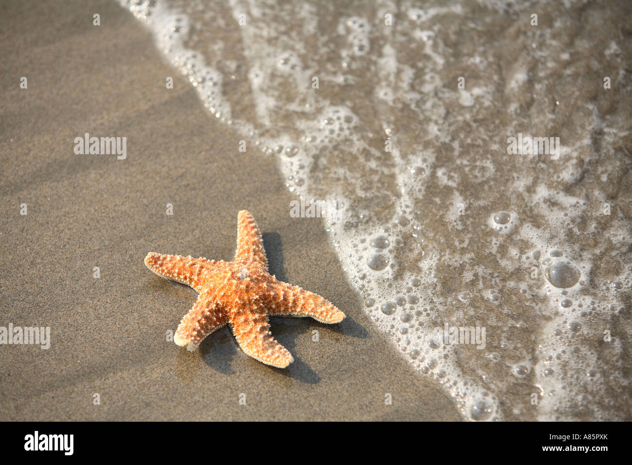 Starfish nel surf Foto Stock