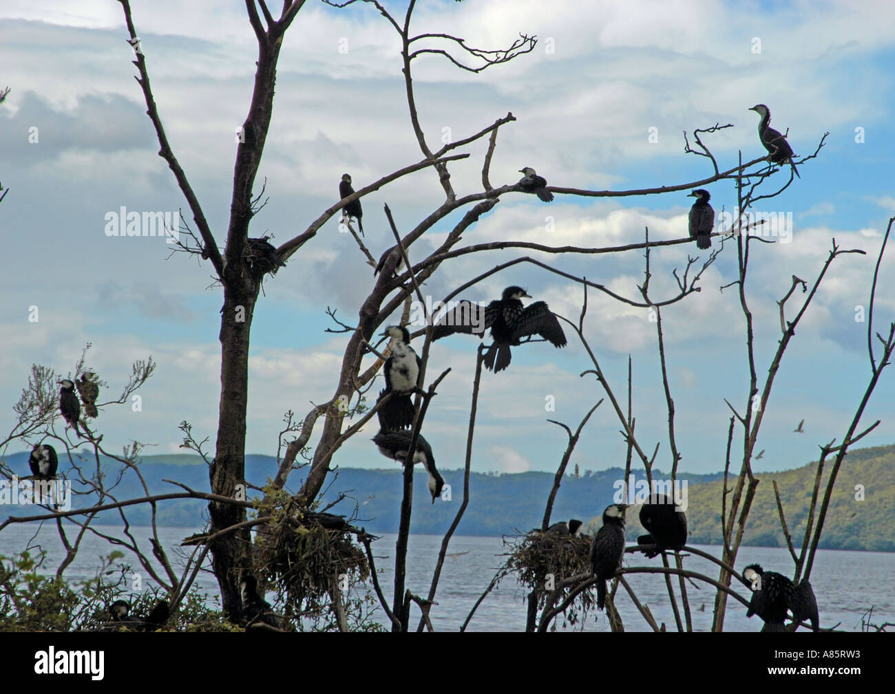 I cormorani sono ' appollaiati in un albero a Rotorua, Nuova Zelanda Foto Stock
