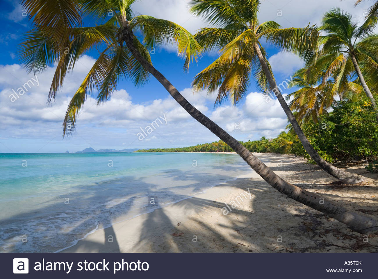 Palme Sovrasti La Spiaggia Di Grand Anse Des Salines