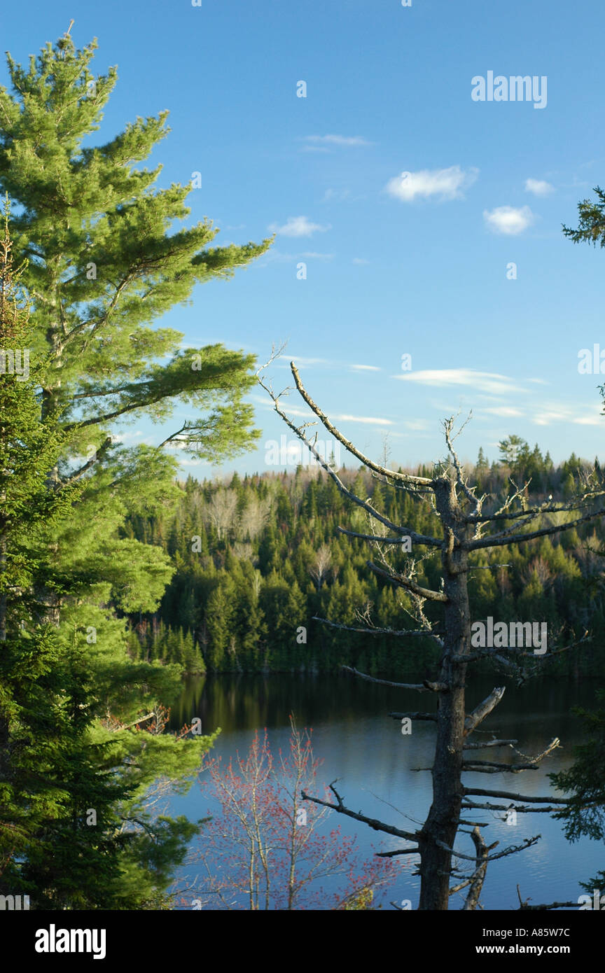 Lone Pine bianco contro il cielo blu nella foresta boreale del Canada Orientale New Brunswick Canada con un pino morto accanto ad esso Foto Stock