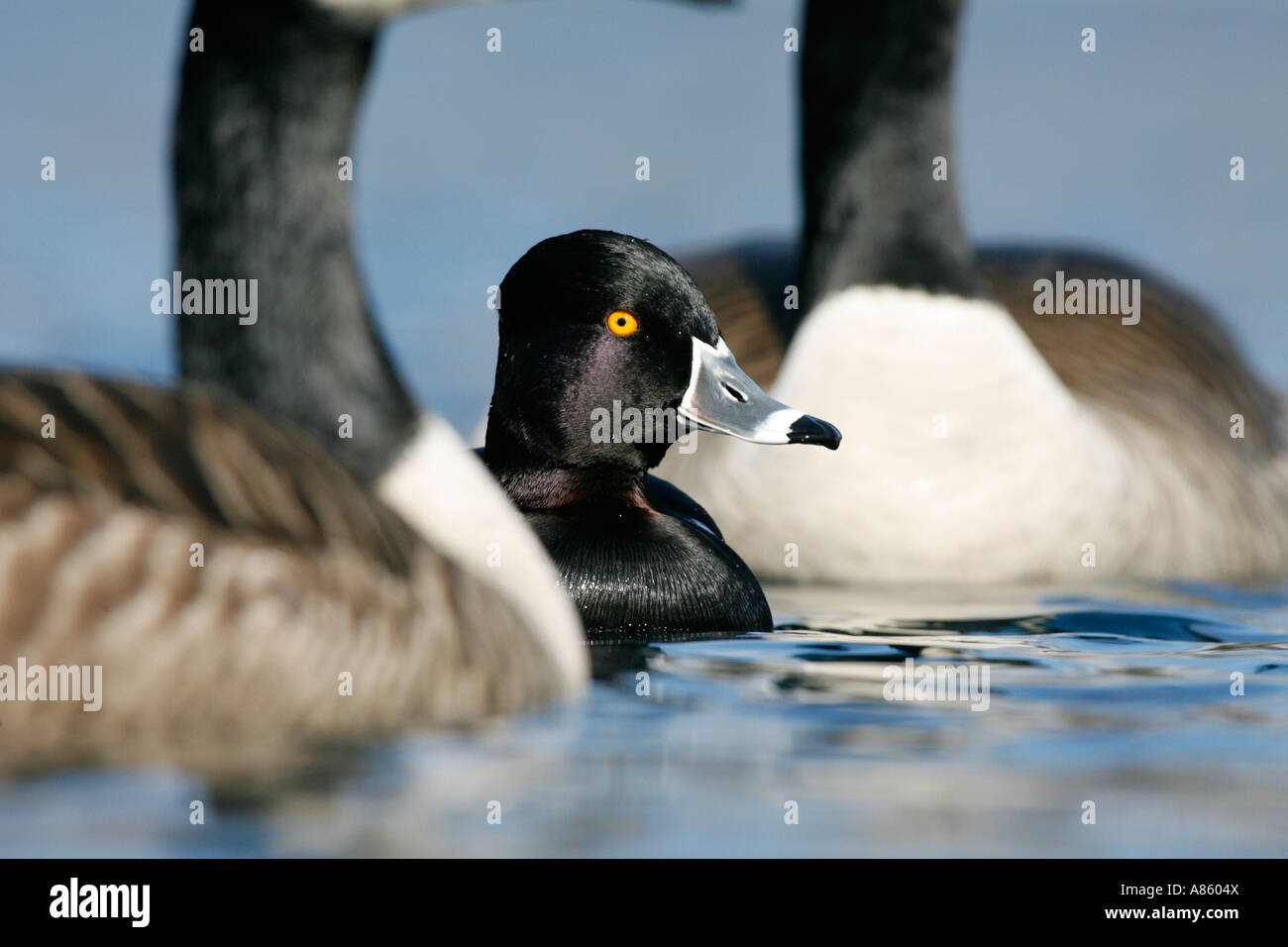 Anello di Drake colli anatra tra due Oche del Canada - inverno Foto Stock