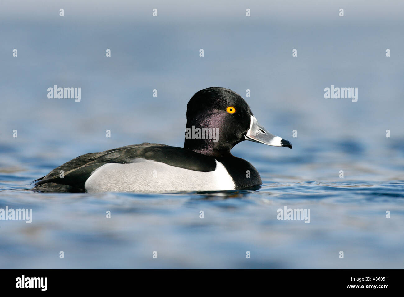 Anello di Drake colli Anatra - inverno Foto Stock