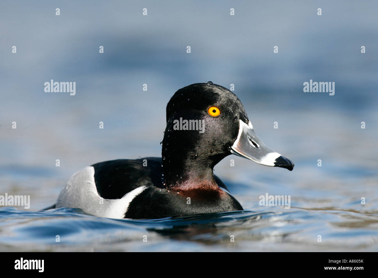 Anello di Drake colli Anatra - inverno Foto Stock