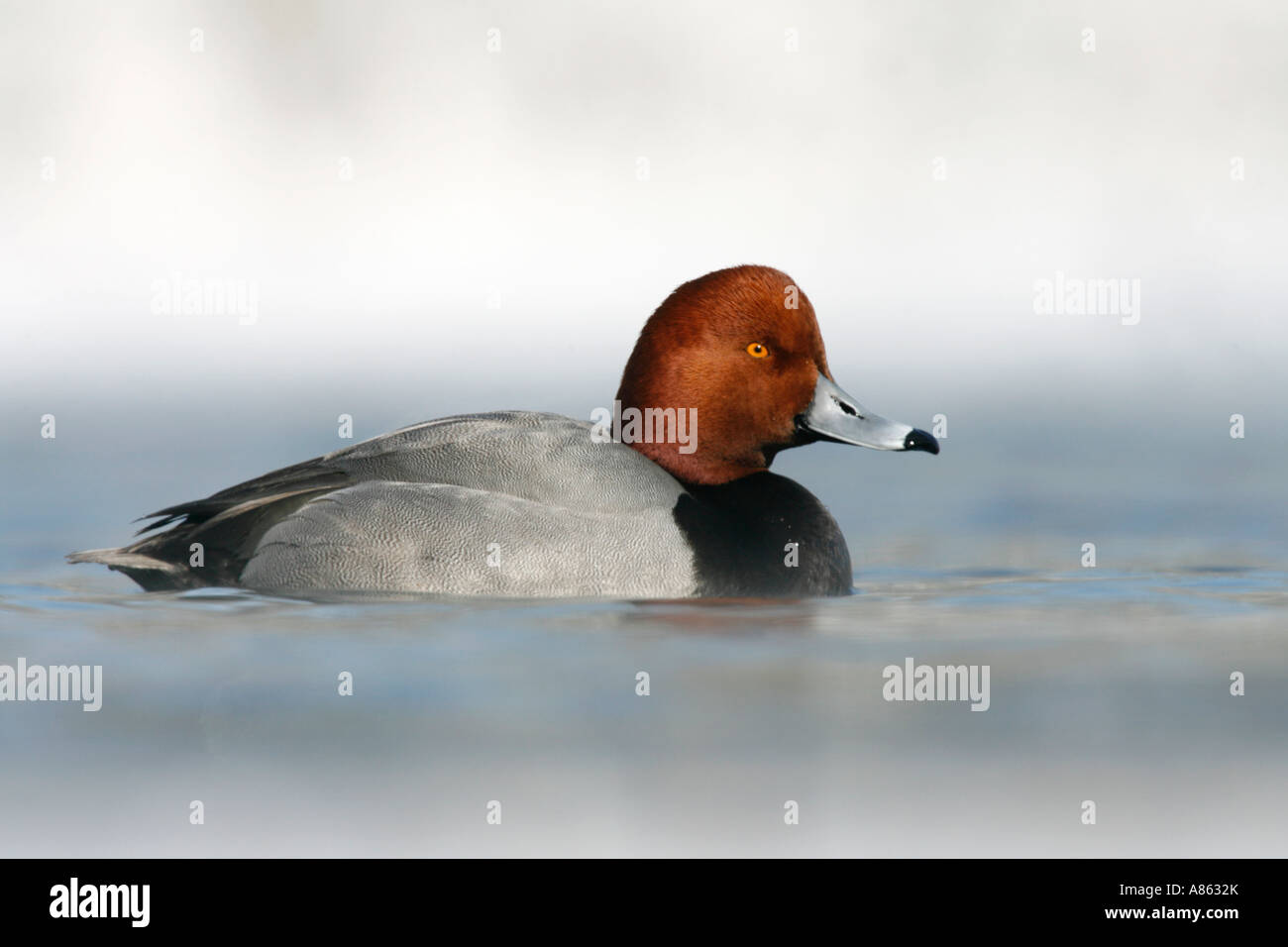 Redhead Drake Duck nel lago Foto Stock