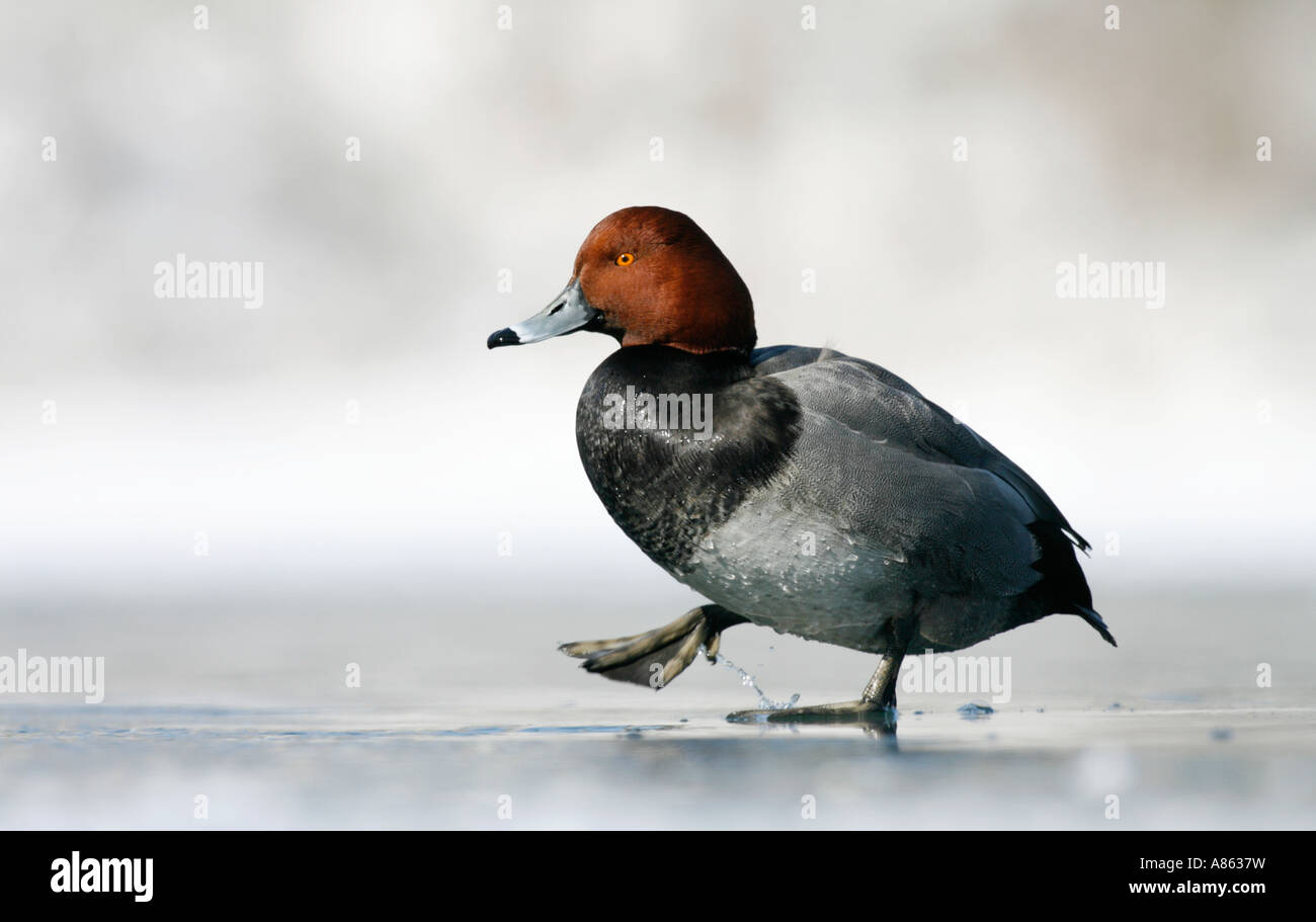 Redhead Drake Passeggiate sul Ghiaccio Lago inverno Foto Stock