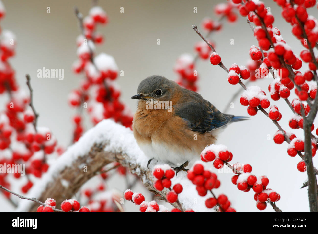 Eastern Bluebird su terreni innevati Winterberry rosso Foto Stock