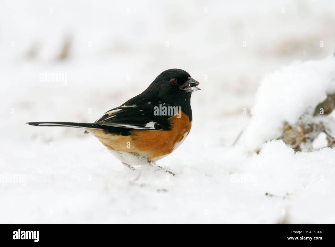 Towhee orientale nella neve Foto Stock