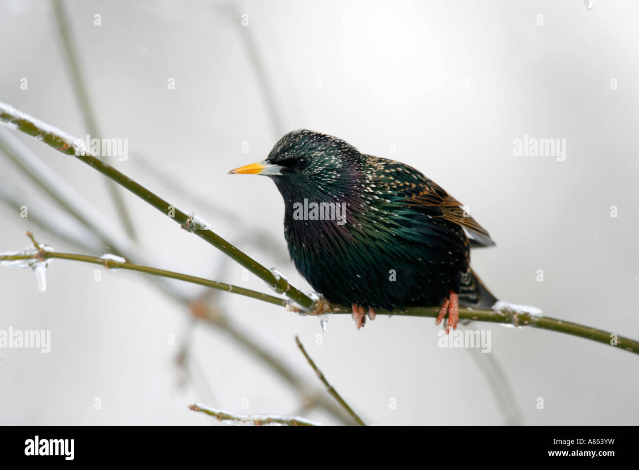 Starling europea sul ramo di ghiaccio Foto Stock