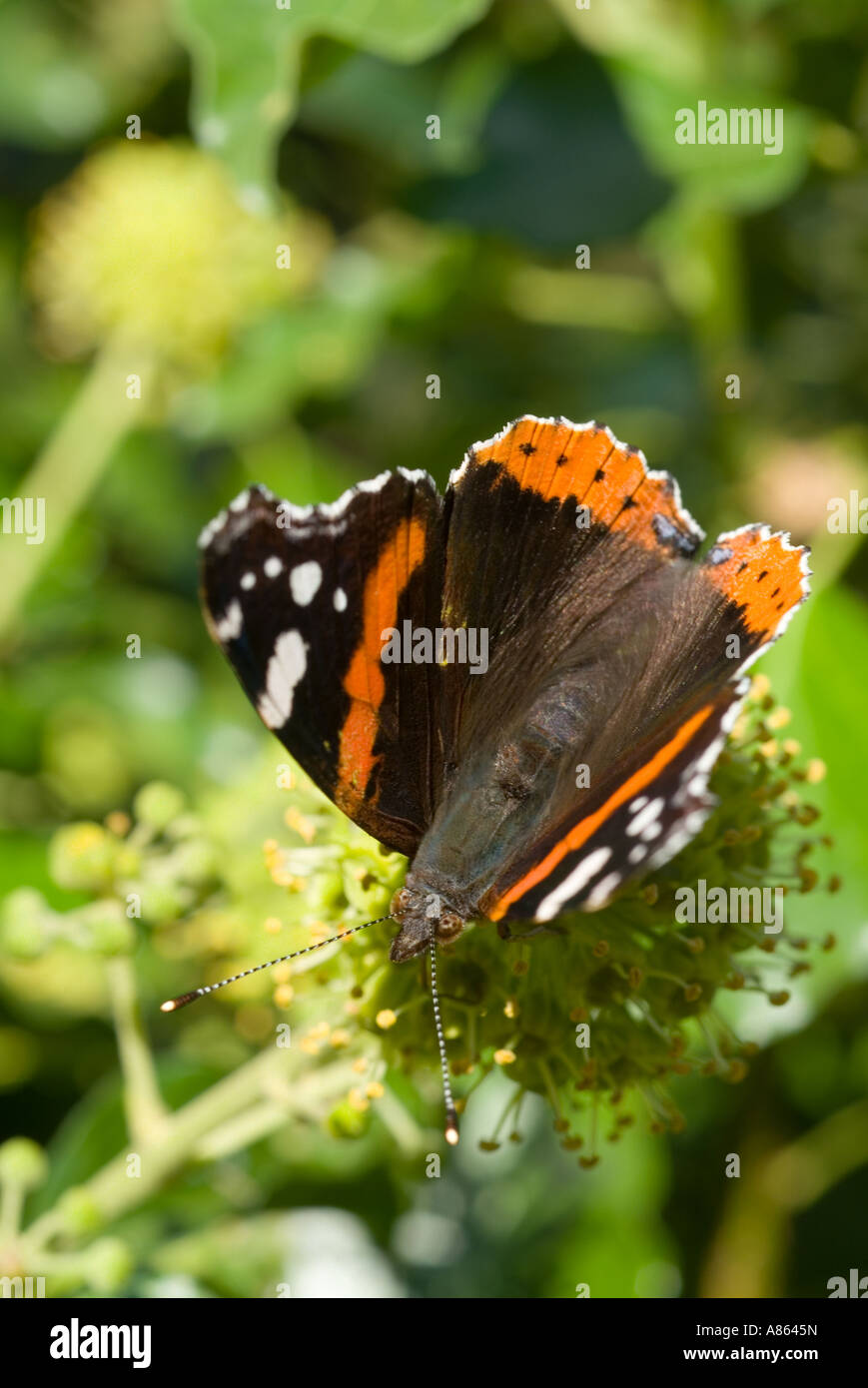 Una macro close up immagine di una farfalla regolate su un estate fiore nel bellissimo Lake District inglese sole serale Foto Stock