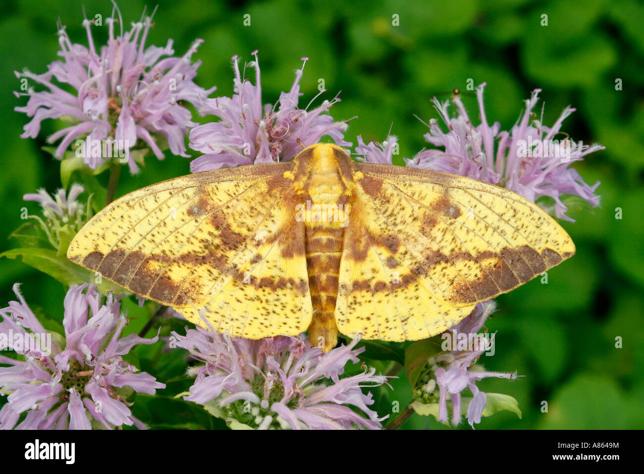 Imperial Moth su Wild Bergemot Foto Stock
