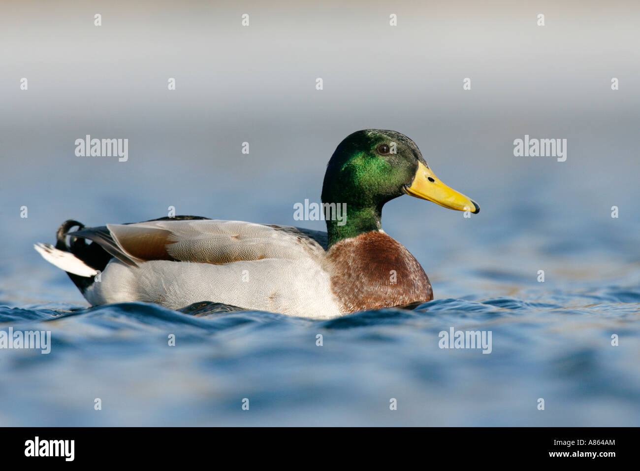 Anatra del germano reale Foto Stock