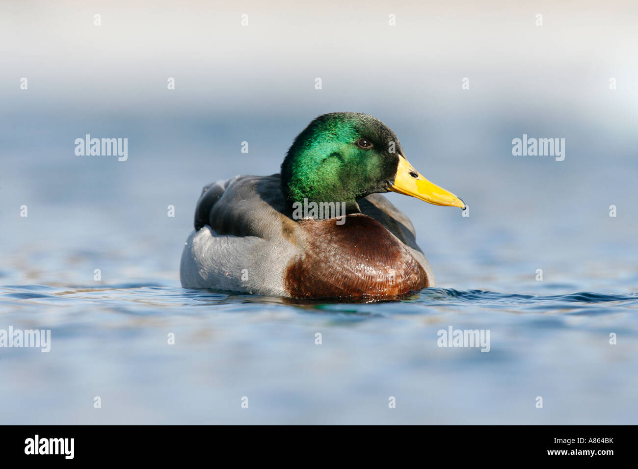 Germano reale Foto Stock