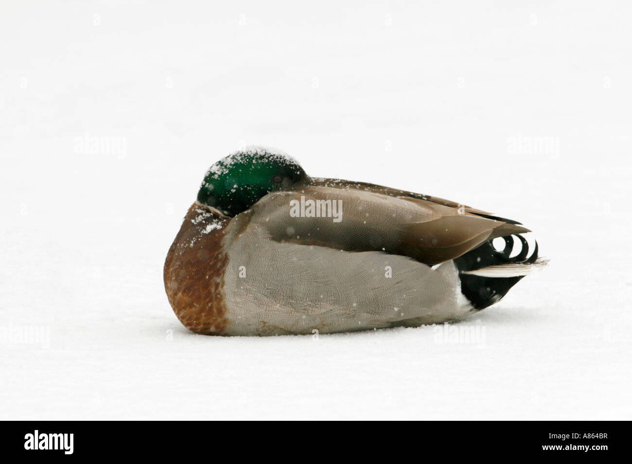 Germano reale in neve Foto Stock