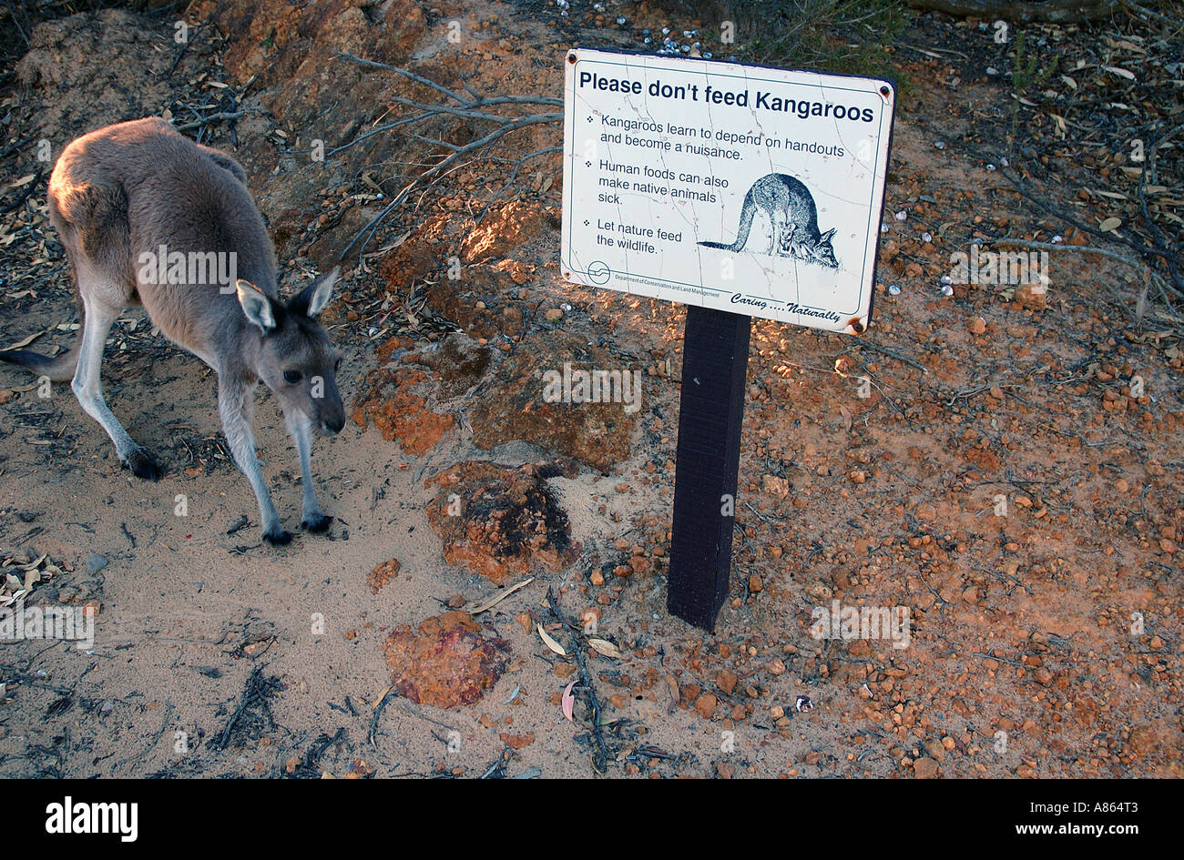 Grigio occidentale Canguro Macropus fuliginosus passando un favore non darete da mangiare ai canguri segno Foto Stock