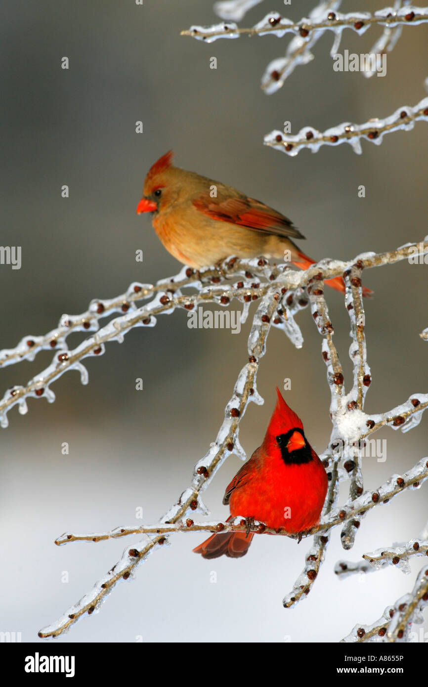 Maschio e femmina cardinale Nord su superfici ghiacciate Elm Tree rami verticali Foto Stock