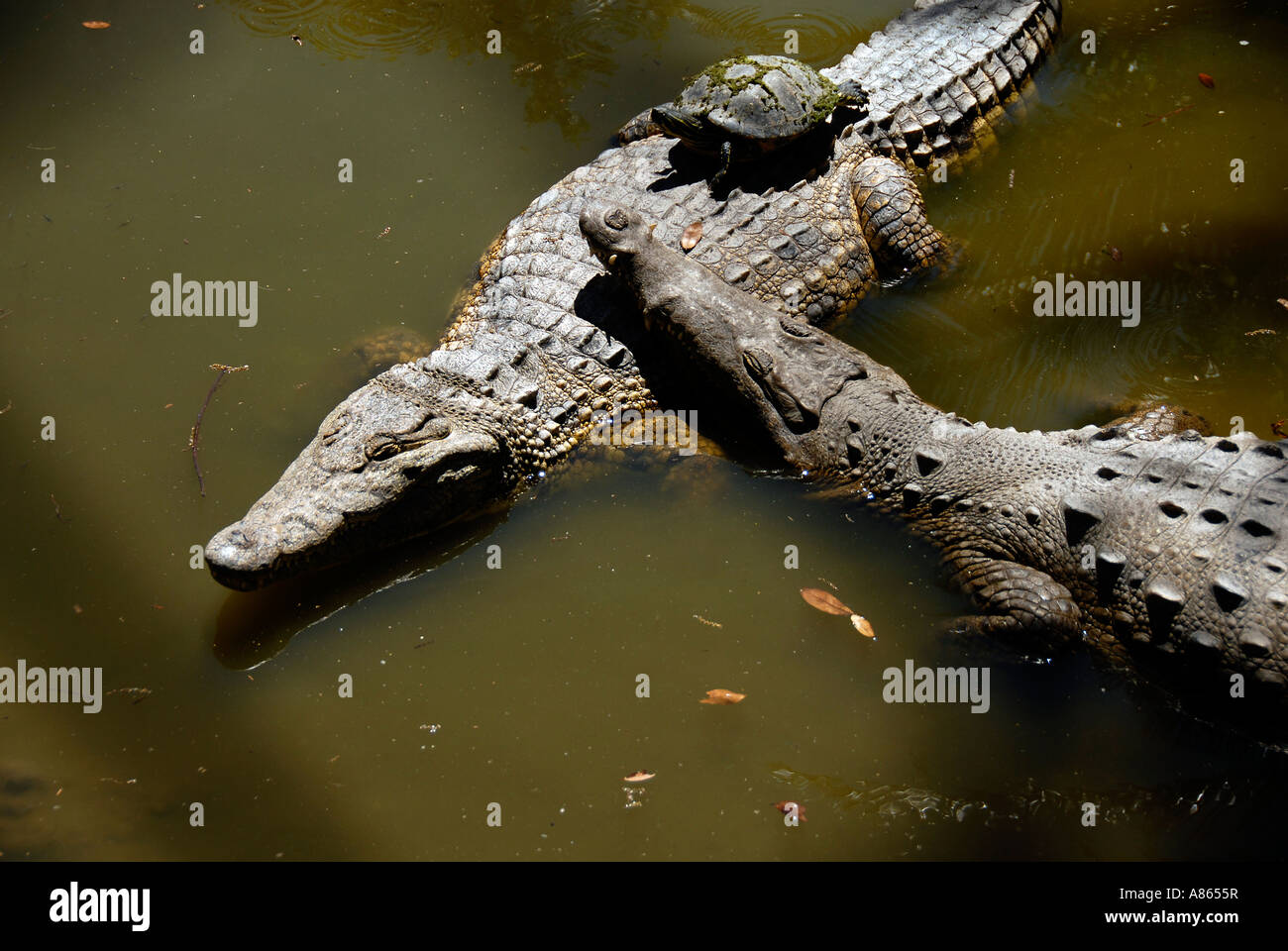 American coccodrilli e la tartaruga Foto Stock