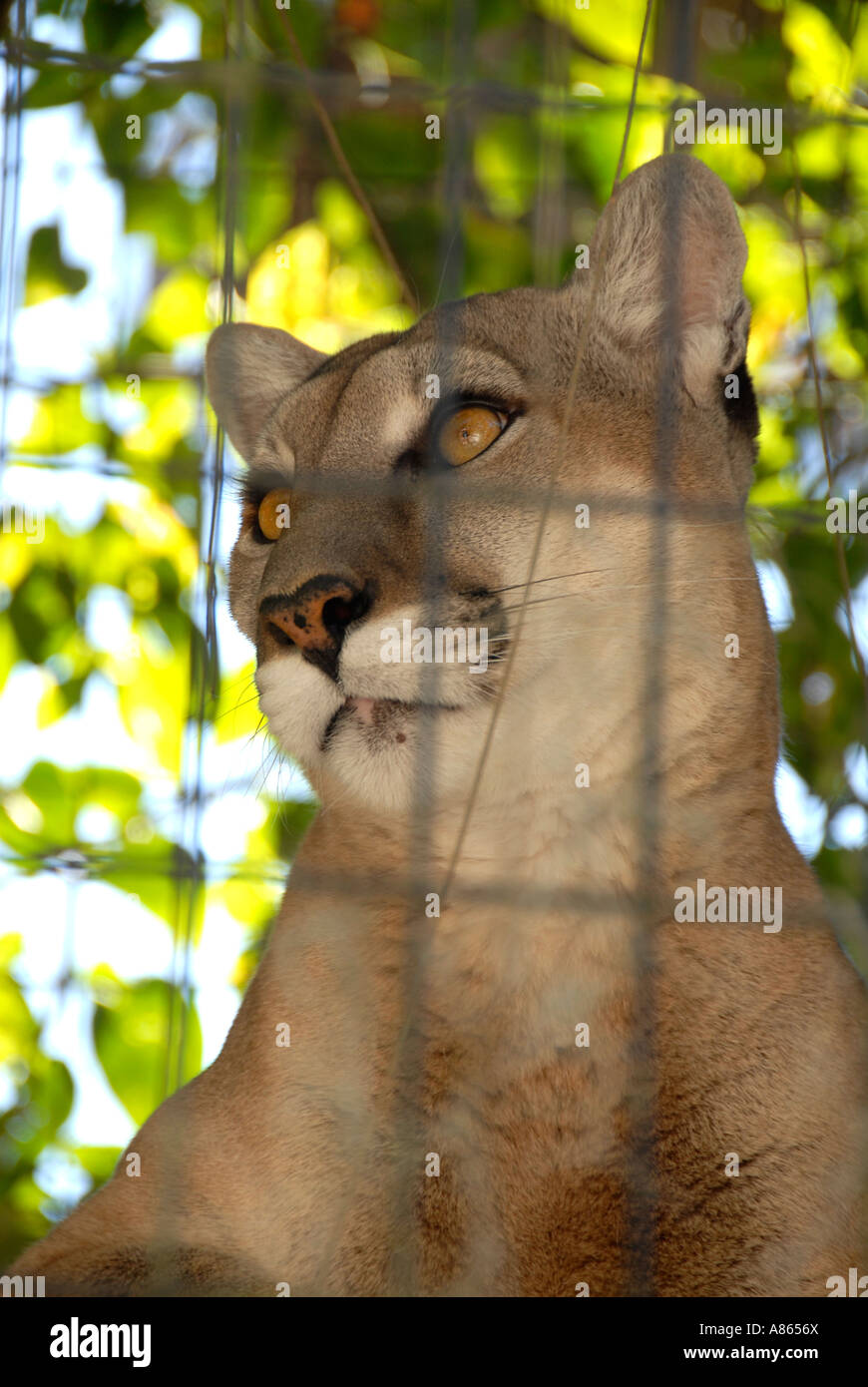 Captive Florida Panther Foto Stock