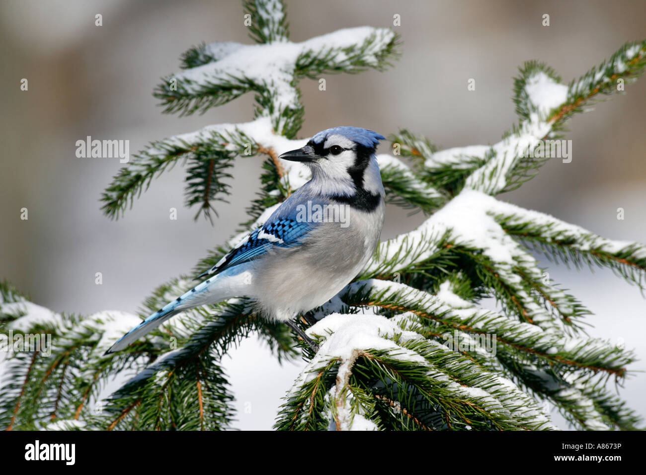 Blue Jay arroccato nella coperta di neve Abete rosso Foto Stock