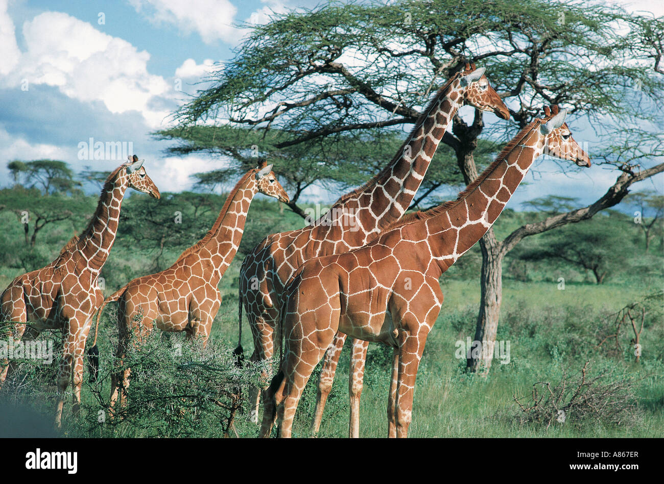 Quattro Giraffe reticolate in postura attento adottata quando vedendo un predatore Samburu Riserva nazionale del Kenya Foto Stock