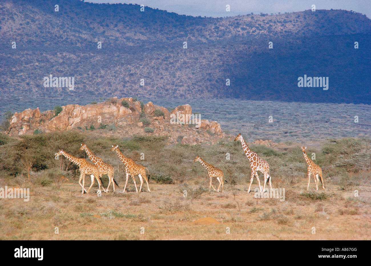 Gruppo di sei Giraffe reticolate visto a nord di Samburu Riserva Nazionale nei pressi della vecchia Wamba Road nel nord del Kenya Foto Stock