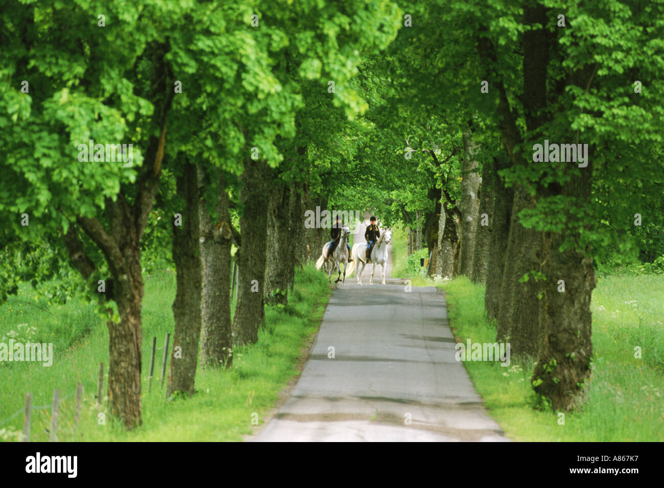 Passeggiata a cavallo sul viale alberato di strada di campagna in Svezia Foto Stock