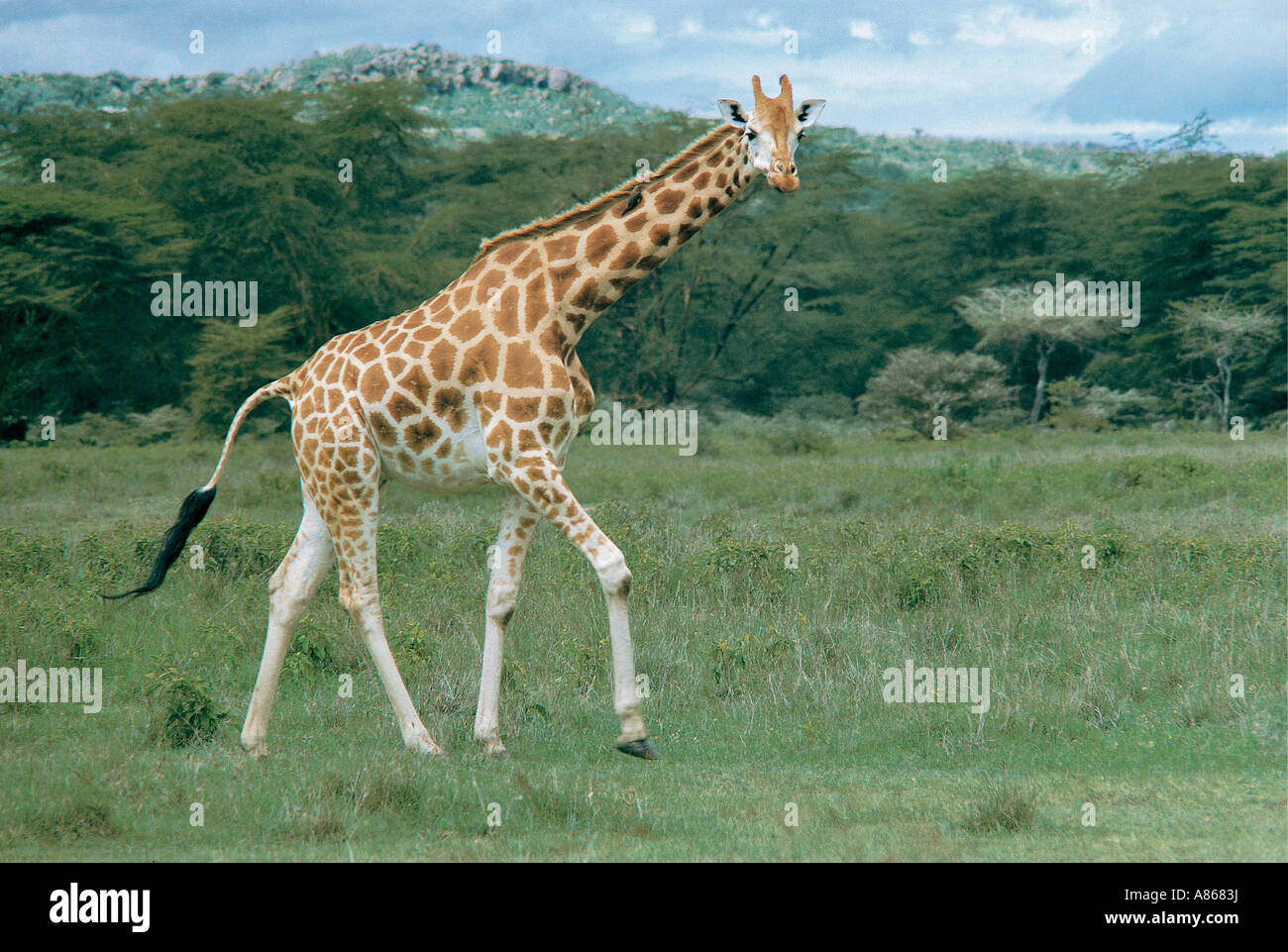 Rothschild s Giraffe Lake Nakuru National Park in Kenya Foto Stock