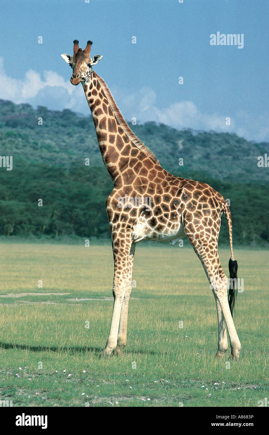 Maschio Giraffa Rothschild Giraffa camelopardalis rothschildi Lake Nakuru National Park in Kenya Foto Stock