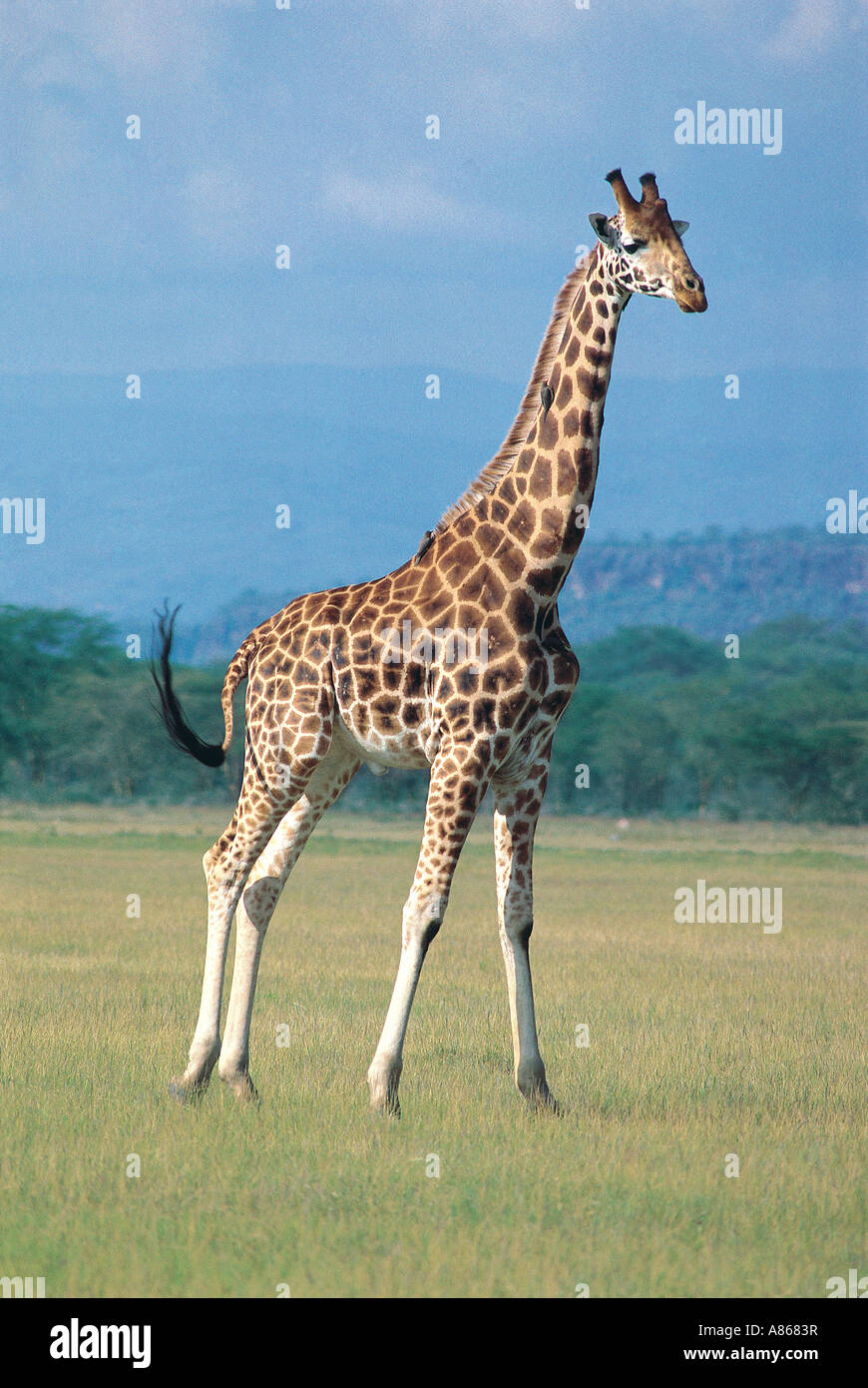 Maschio s Rothschild Giraffe giraffa camelopardalis rothschildi Lake Nakuru National Park in Kenya Foto Stock