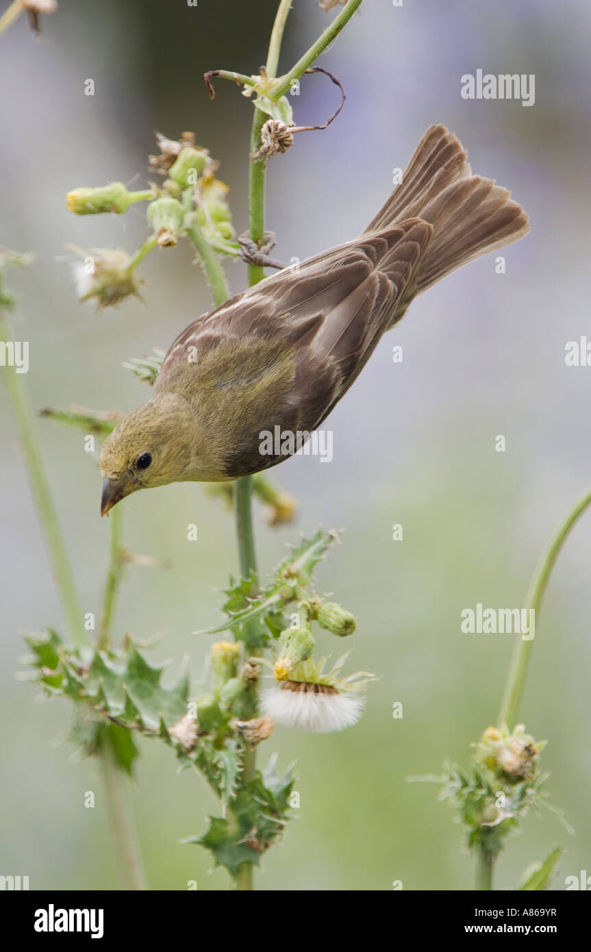 Minor Cardellino Carduelis psaltria femmina di mangiare semi di Spinosa Sow Thistle Sonchus asper Hill Country Texas Foto Stock