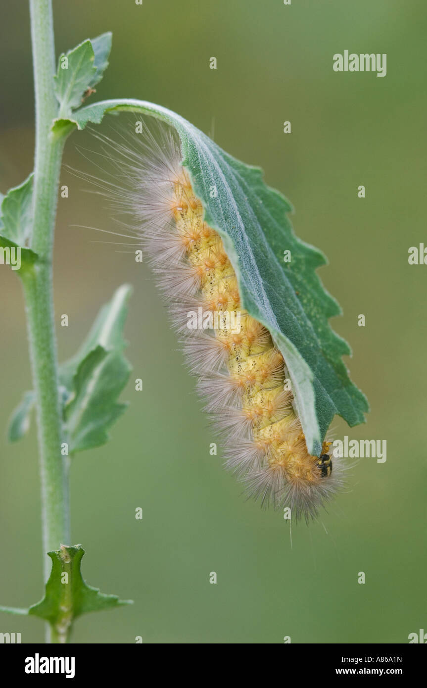 Tiger Moth Arctiidae bruco su Golden Crownbeard Verbesina encelioides Willacy County Rio Grande Valley Texas Foto Stock