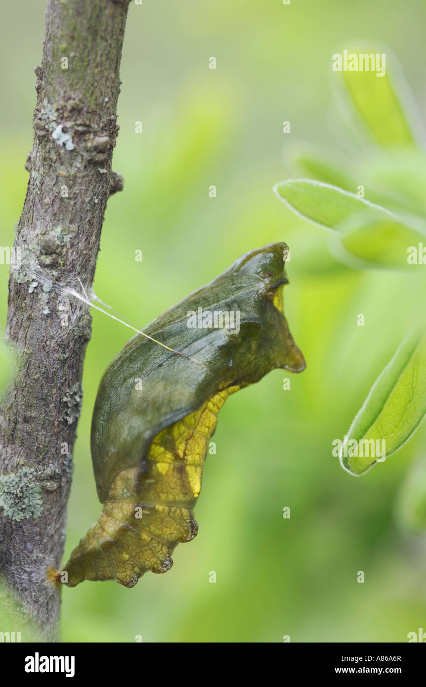 A coda di rondine Pipevine Battus philenor Pupa Uvalde County Hill Country Texas USA Aprile 2006 Foto Stock