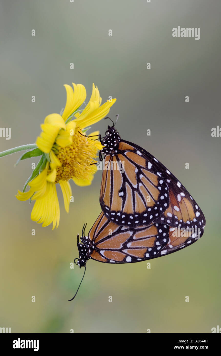 Regina Danaus gilippus coppia coniugata su Golden Crownbeard Verbesina encelioides Rio Grande Valley Texas Foto Stock