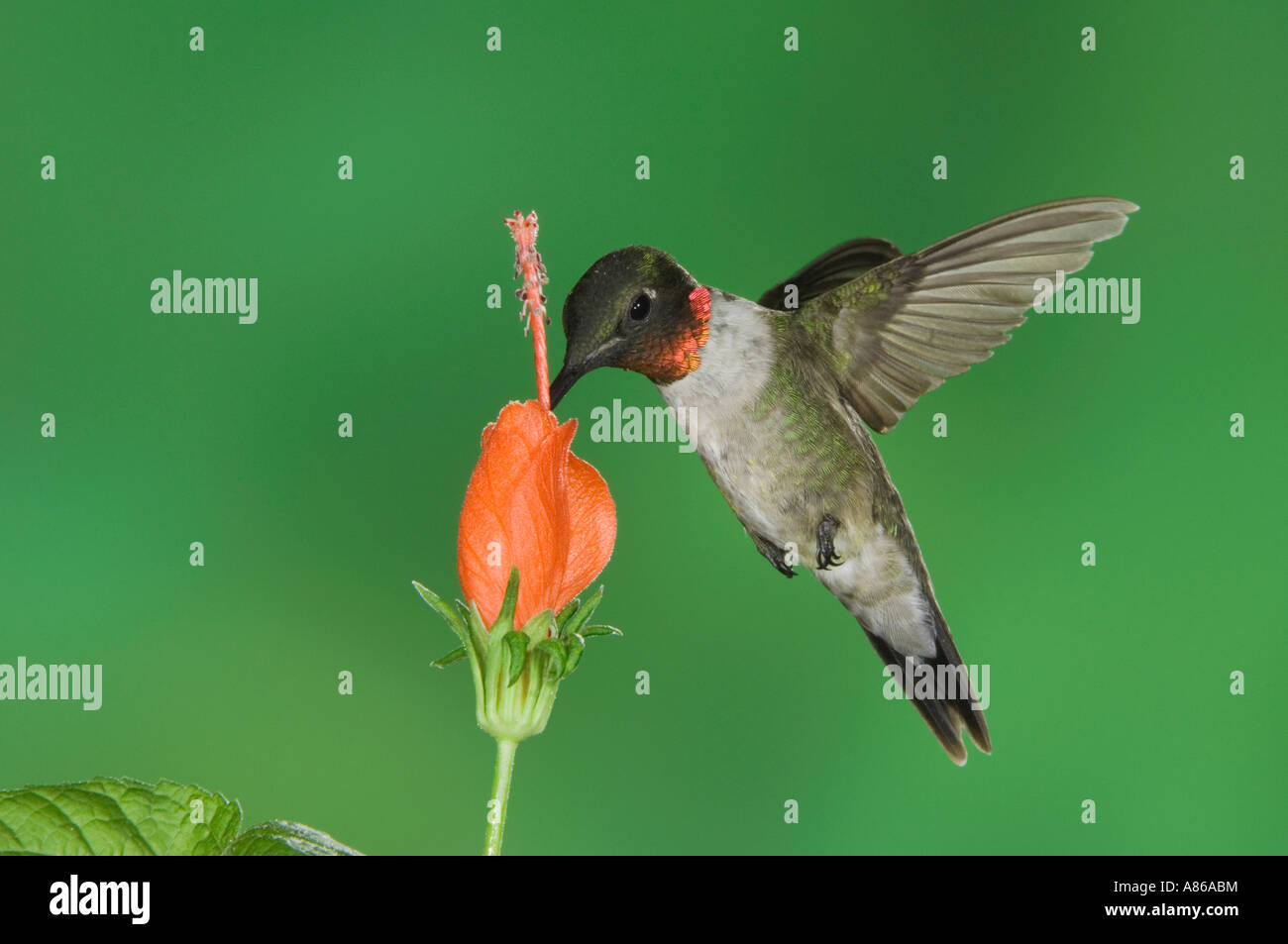 Ruby-throated Hummingbird archilochus colubris maschio in volo su alimentazione Turk cappuccio del Rio Grande Valley Texas Foto Stock
