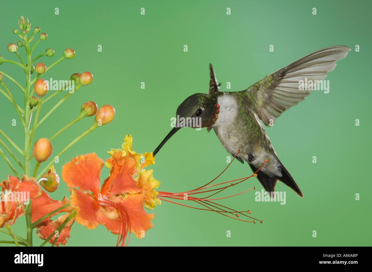 Ruby-throated Hummingbird archilochus colubris maschio in volo su alimentazione rosso uccello del paradiso Rio Grande Valley Texas Foto Stock