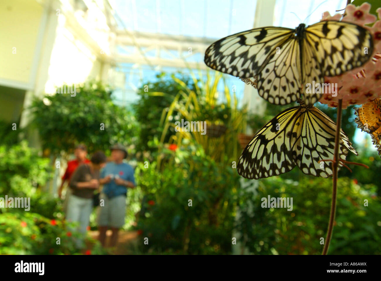USA Florida Key West Butterfly Conservatorio della natura Foto Stock