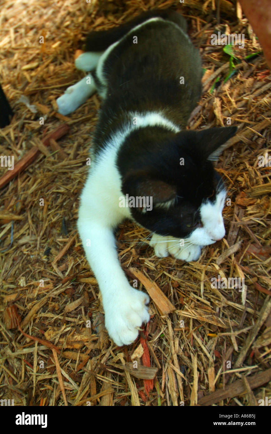Un sei 6 toed cat per motivi di Ernest Hemingway s house e ora un museo Foto Stock