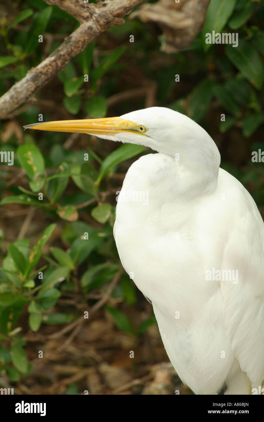 Un Airone bianco maggiore in una palude di mangrovie nelle chiavi superiore Florida Foto Stock