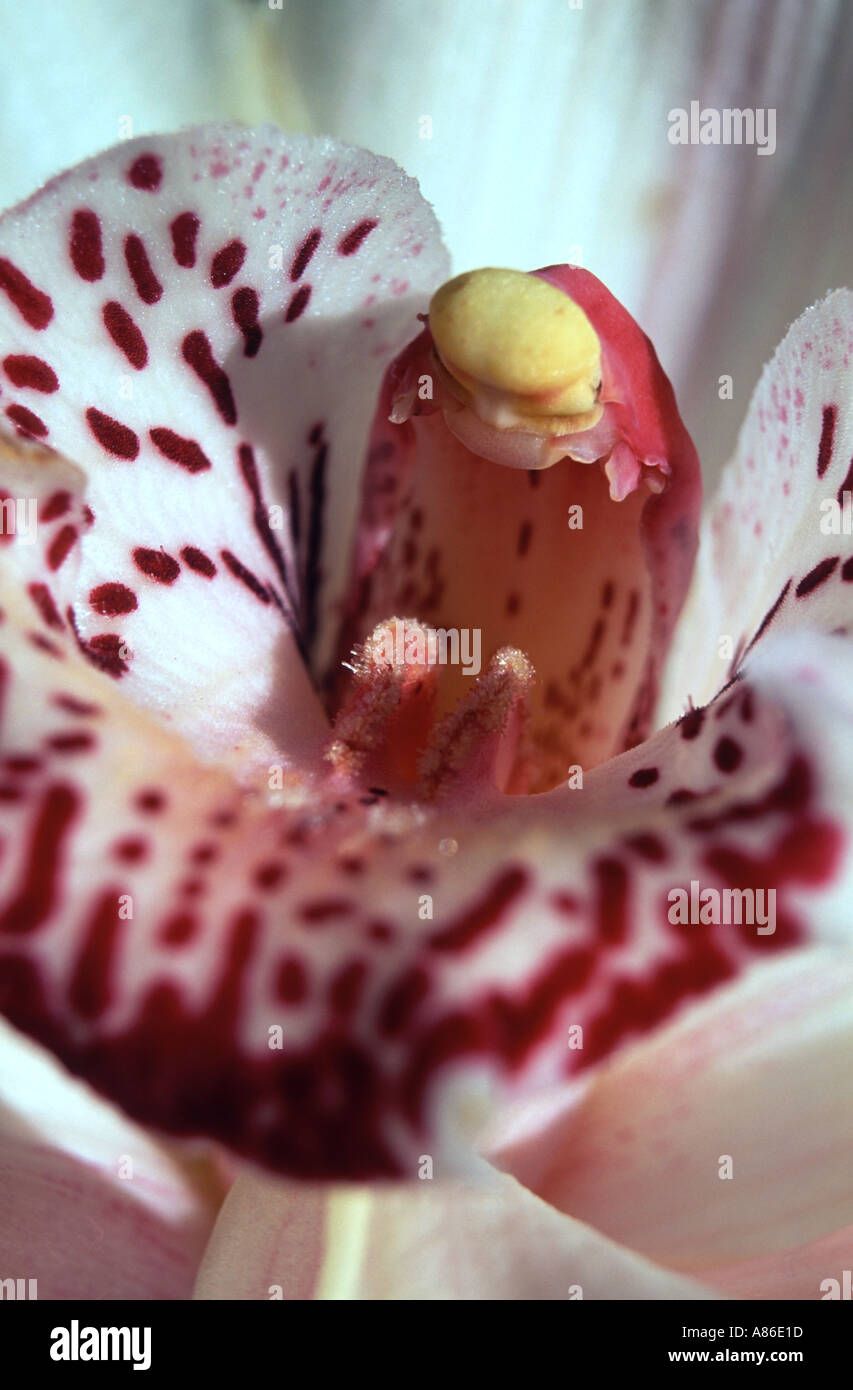 Orchidea Foto Stock