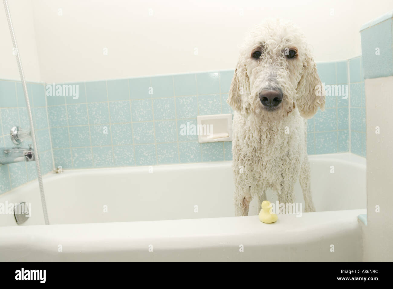 Cane Foto Stock