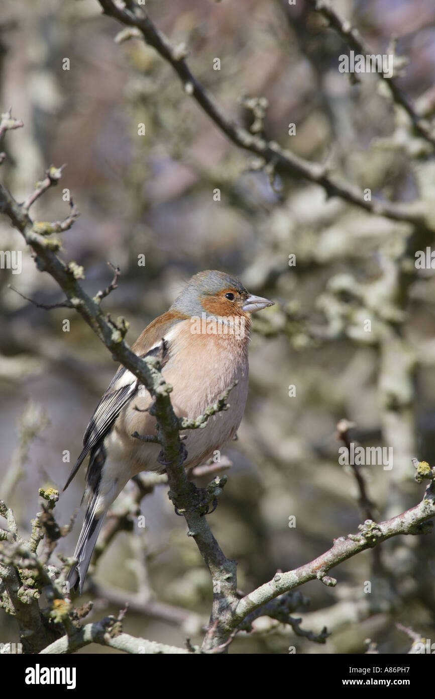 Fringuello maschio nel ramo SUSSEX REGNO UNITO Foto Stock