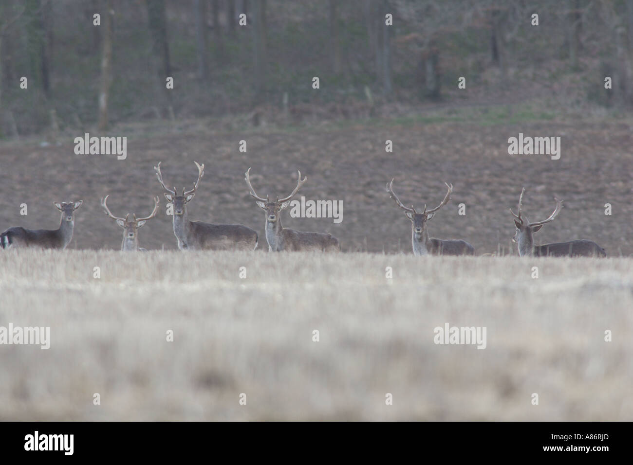 Daini allevamento WESTSUSSEX ARUNDEL REGNO UNITO Foto Stock