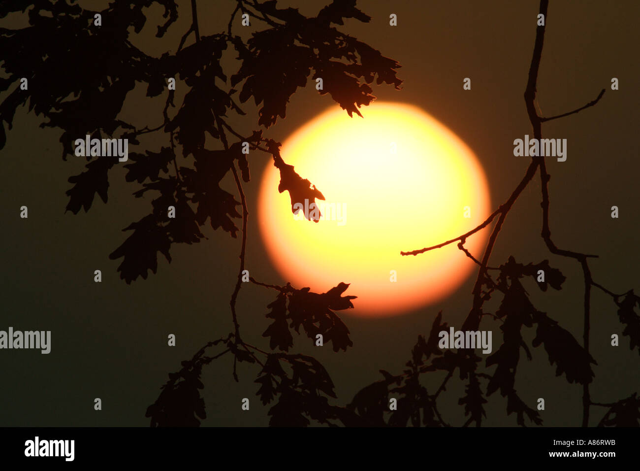 SUNSET QUERCIA WESTSUSSEX ARUNDEL Foto Stock