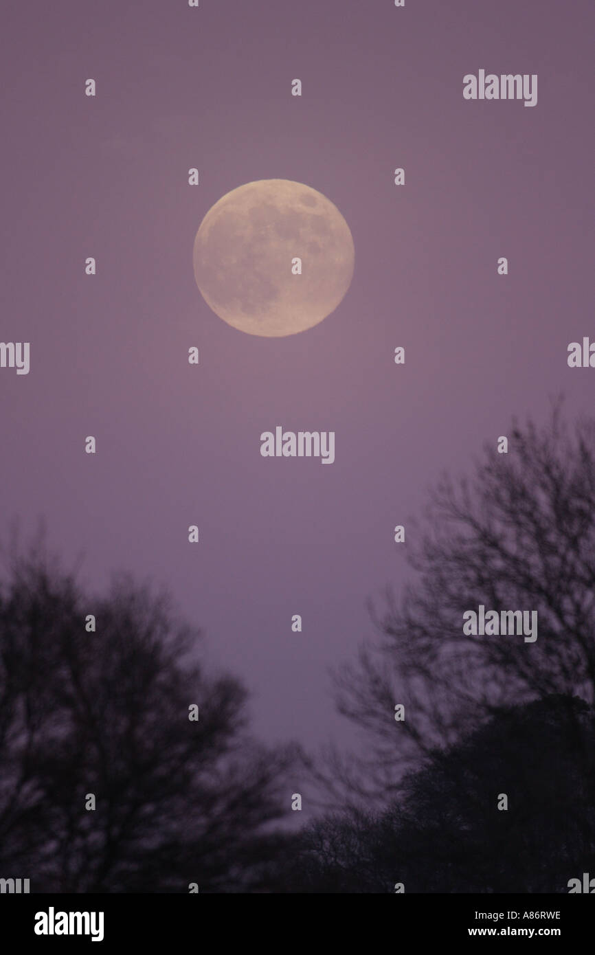 Albero e luna WESTSUSSEX ARUNDEL REGNO UNITO Foto Stock