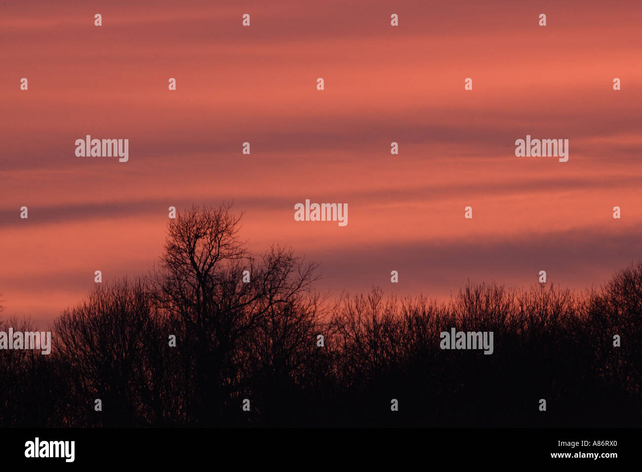 Albero tramonto WESTSUSSEX ARUNDEL REGNO UNITO Foto Stock