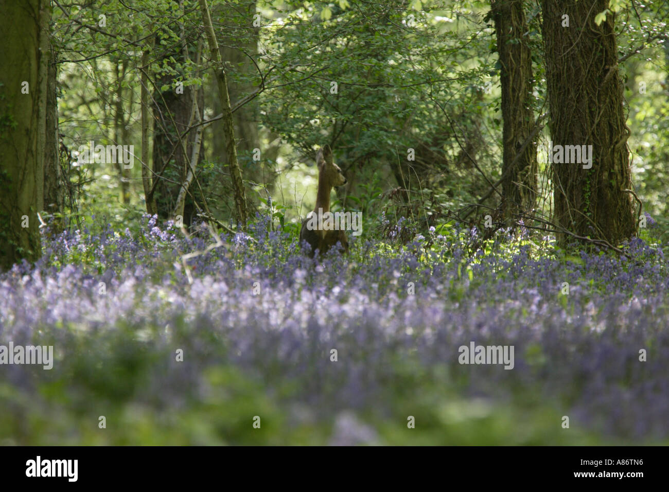 Capriolo in Blue Bell legno SUSSEX REGNO UNITO Foto Stock