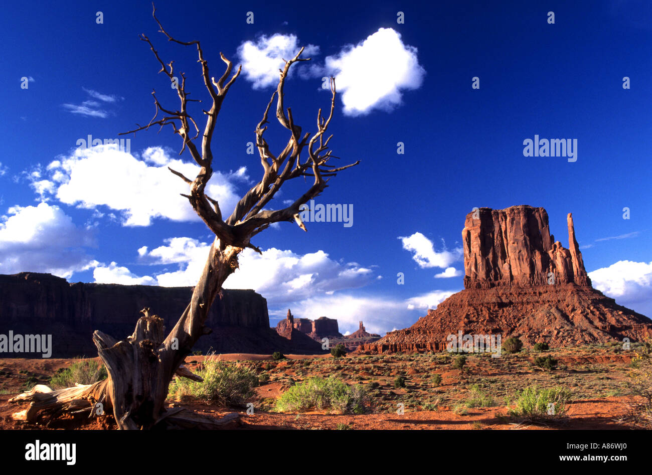 Albero morto Monument Valley Stati Uniti Arizona Foto Stock