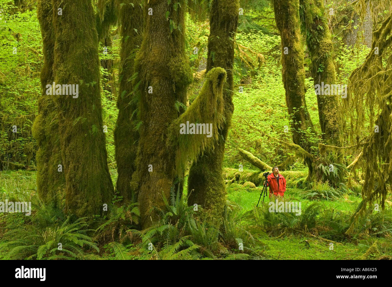 Il Parco nazionale di Olympic, WA, la foresta pluviale temperata Hoh River Valley fotografo in foresta magica MR Foto Stock